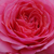 Roza - Vrtnice Floribunda - First Edition